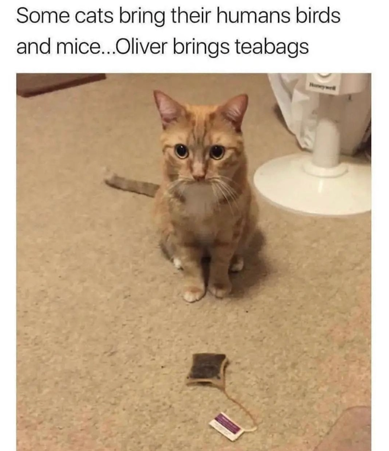 Some cats bring their humans birds and mice...Oliver brings teabags Honeywell