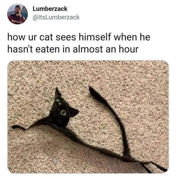 Lumberzack @ItsLumberzack how ur cat sees himself when he hasn't eaten in almost an hour