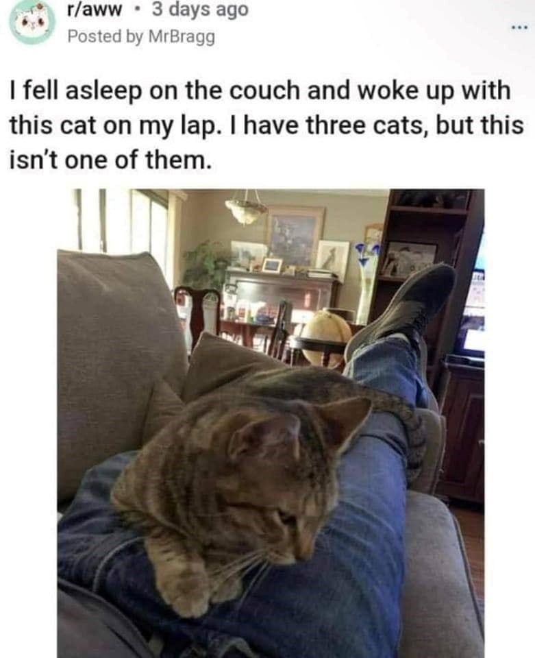 r/aww 3 days ago Posted by MrBragg I fell asleep on the couch and woke up with this cat on my lap. I have three cats, but this isn't one of them.