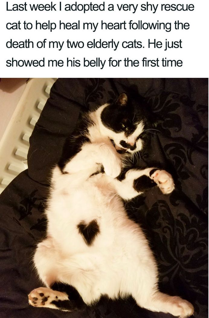 Last week I adopted a very shy rescue cat to help heal my heart following the death of my two elderly cats. He just showed me his belly for the first time