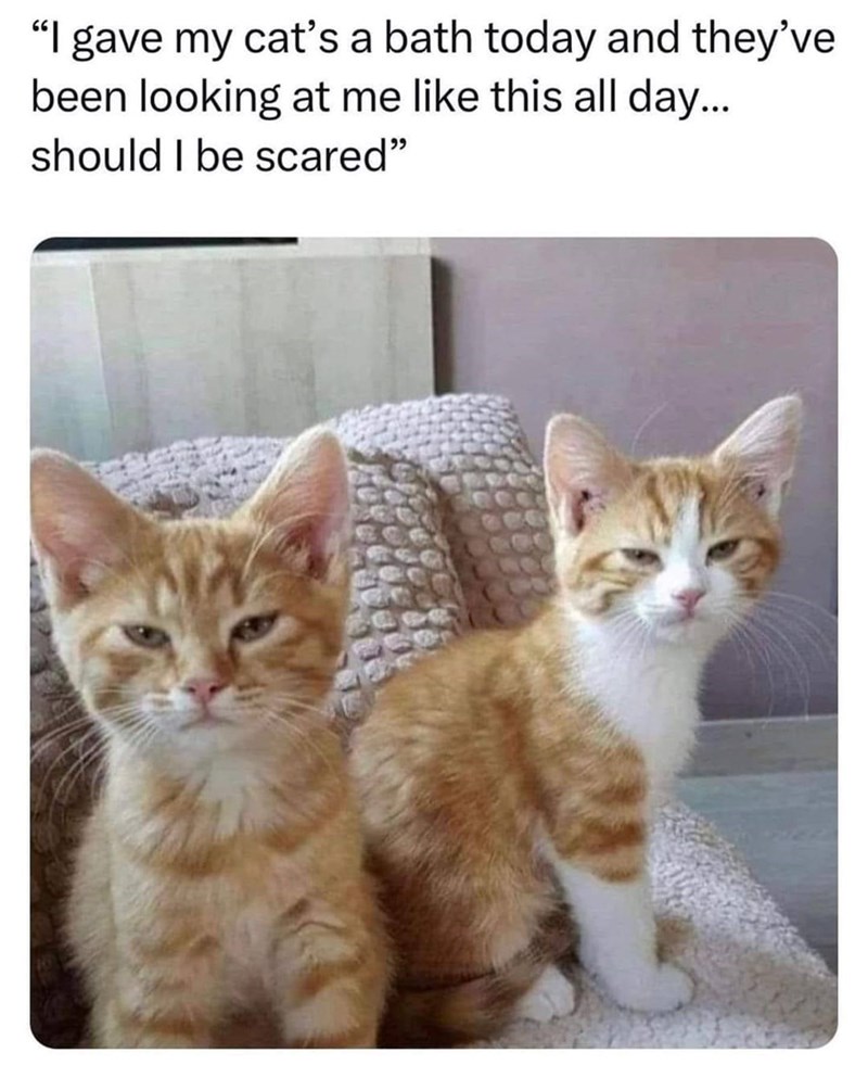 "I gave my cat's a bath today and they've been looking at me like this all day... should I be scared"