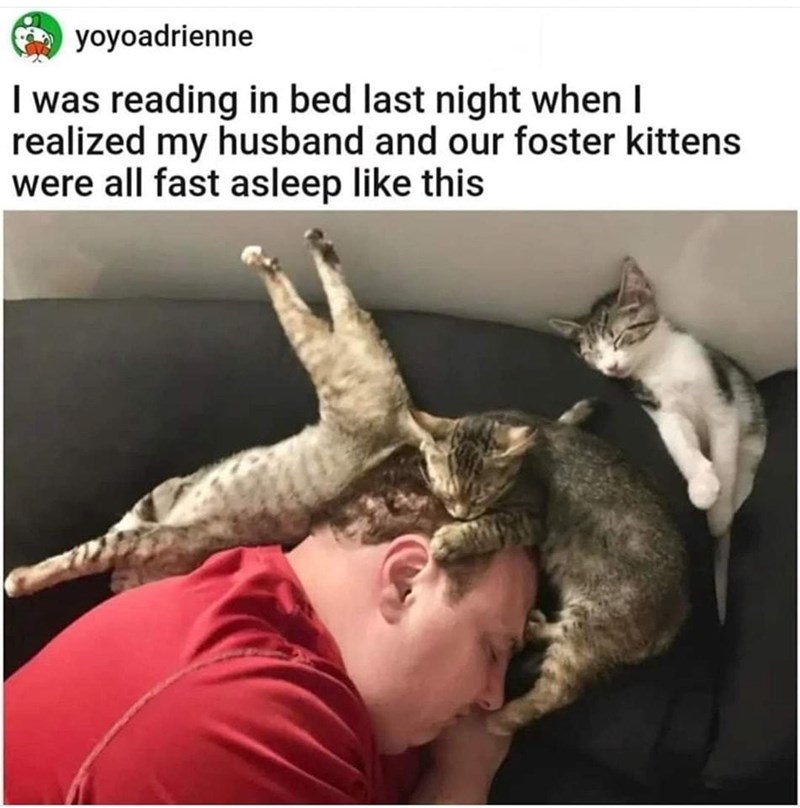 yoyoadrienne I was reading in bed last night when I realized my husband and our foster kittens were all fast asleep like this