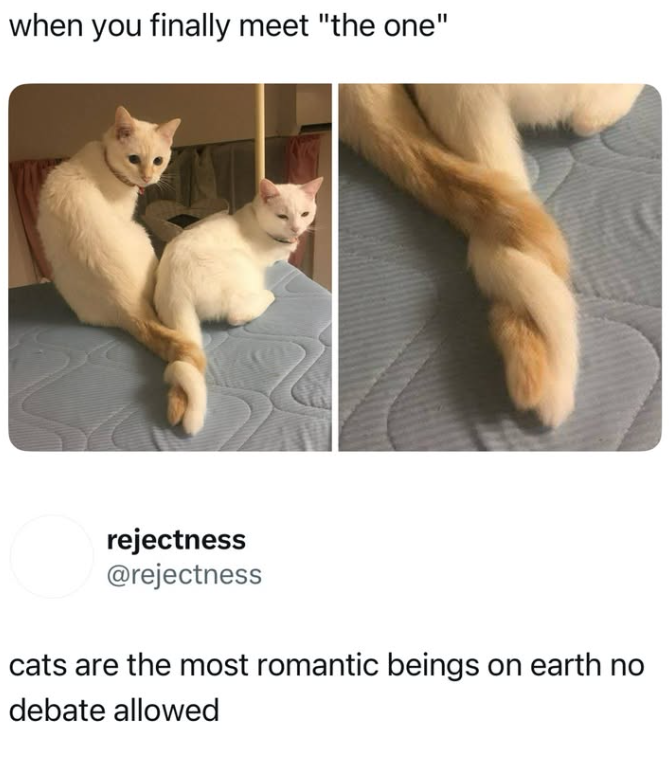 when you finally meet "the one" rejectness @rejectness cats are the most romantic beings on earth no debate allowed