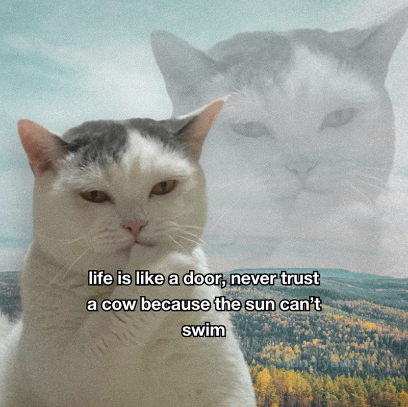 life is like a door, never trust a cow because the sun can't swim