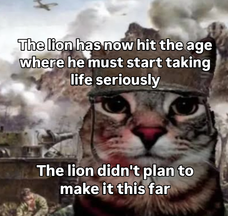 The lion has now hit the age where he must start taking life seriously The lion didn't plan to make it this far