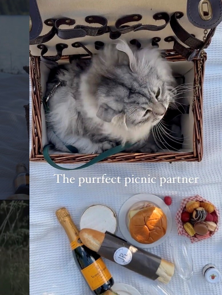 The purrfect picnic partner CHAN