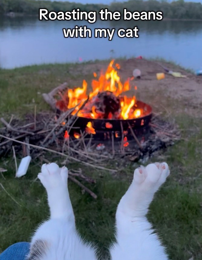 Roasting the beans with my cat NIE