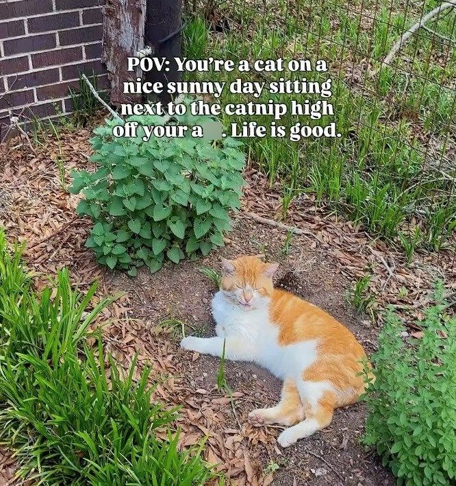 POV: You're a cat on a nice sunny day sitting next to the catnip high off your a Life is good.
