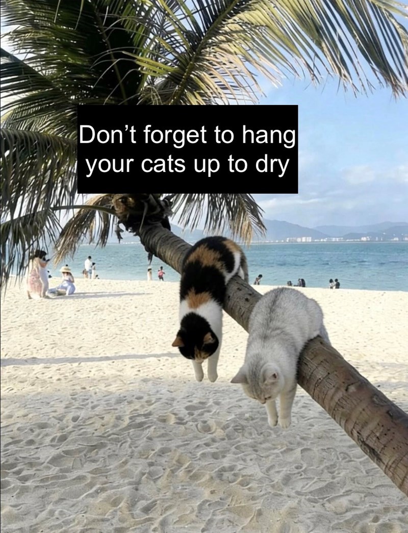 Don't forget to hang your cats up to dry