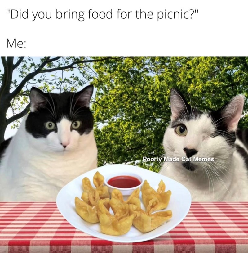 "Did you bring food for the picnic?" Me: Poorly Made Cat Memes