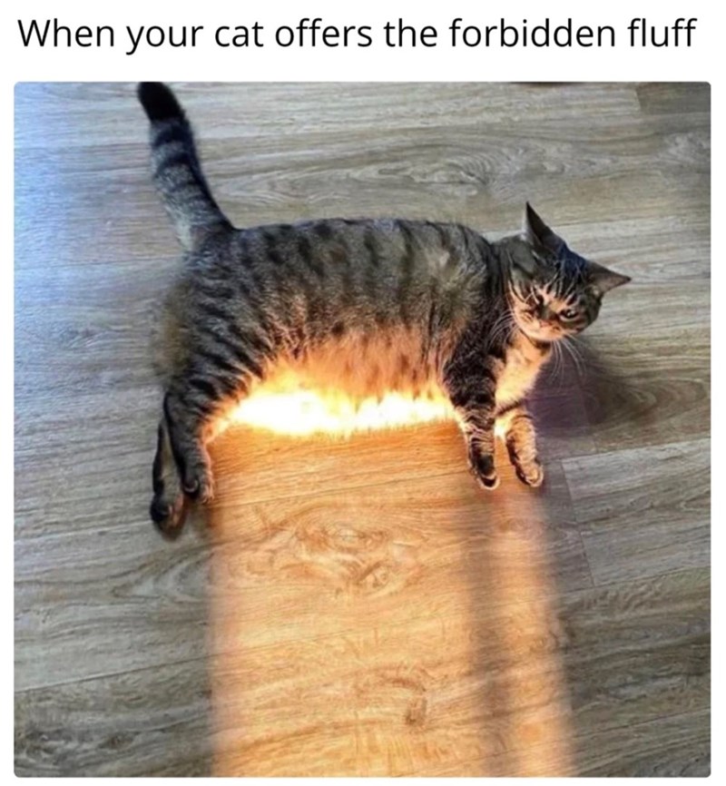 When your cat offers the forbidden fluff
