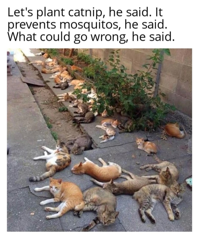 Let's plant catnip, he said. It prevents mosquitos, he said. What could go wrong, he said.