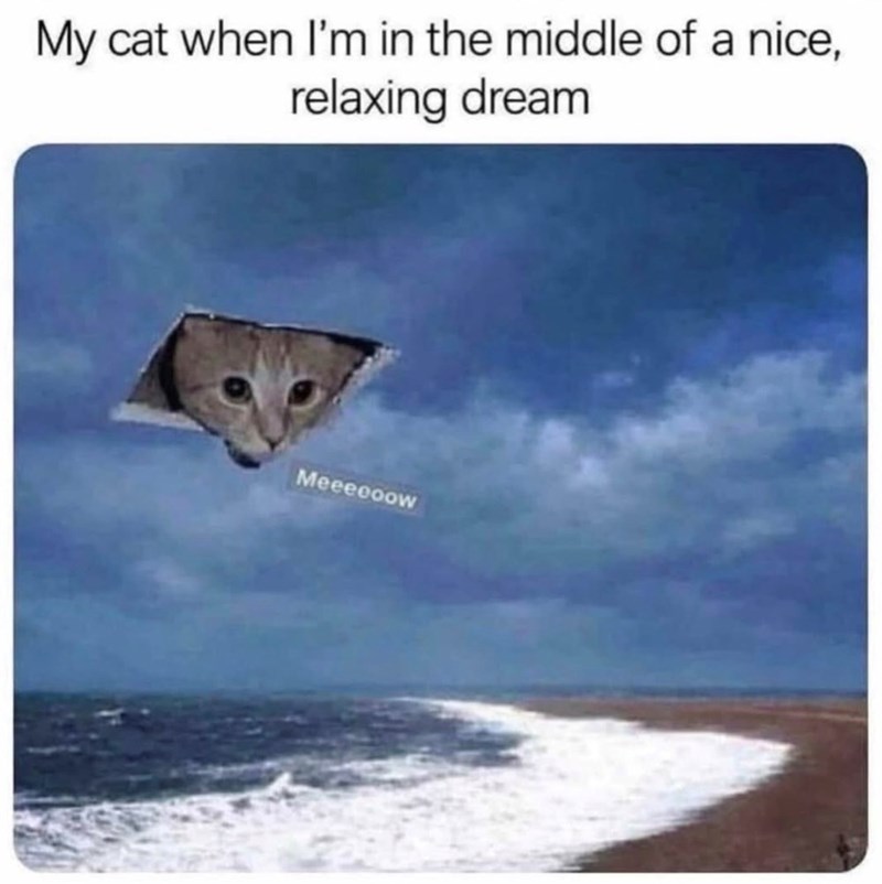 My cat when I'm in the middle of a nice, relaxing dream Meeecoow