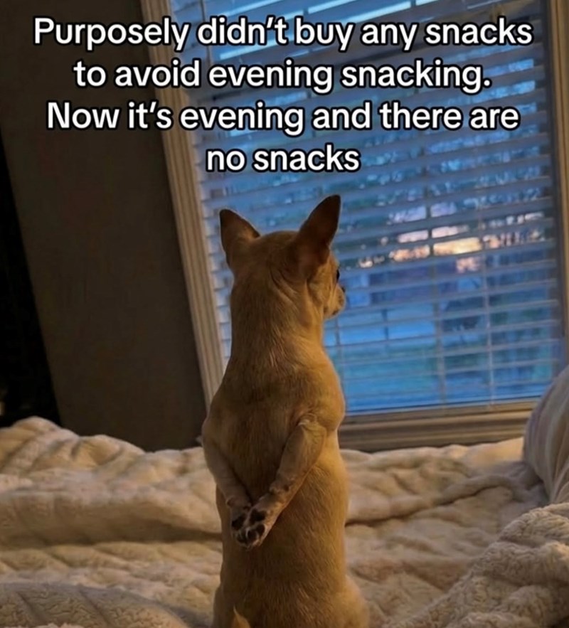 Purposely didn't buy any snacks to avoid evening snacking. Now it's evening and there are no snacks