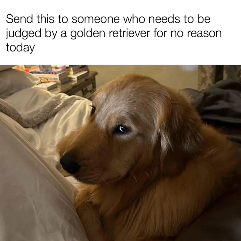 Send this to someone who needs to be judged by a golden retriever for no reason. today