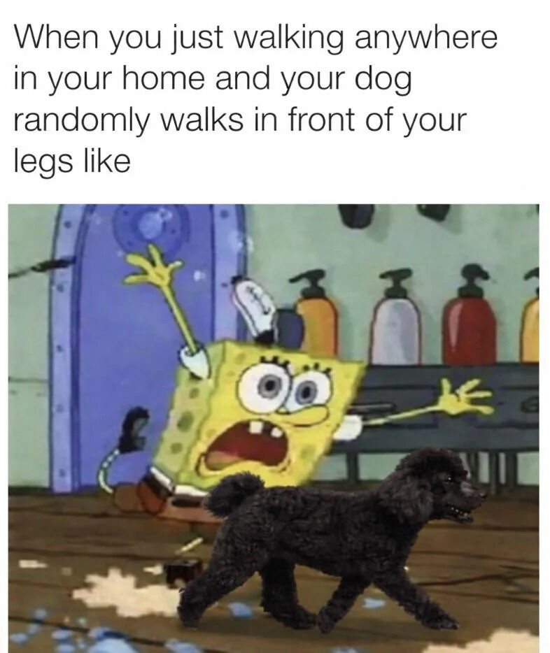 When you just walking anywhere in your home and your dog randomly walks in front of your legs like