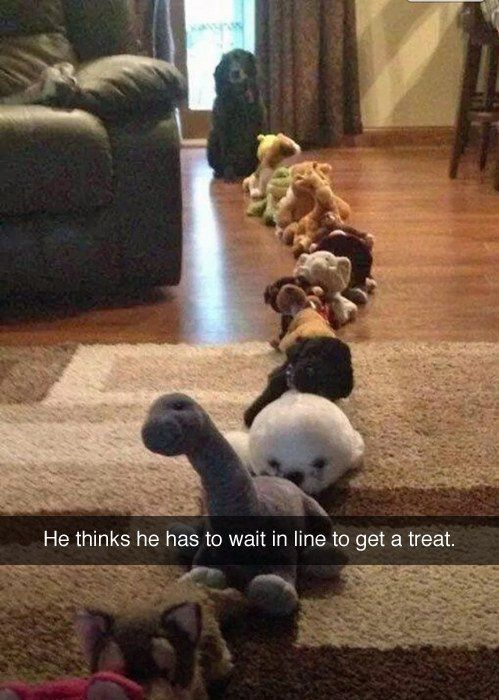 He thinks he has to wait in line to get a treat.