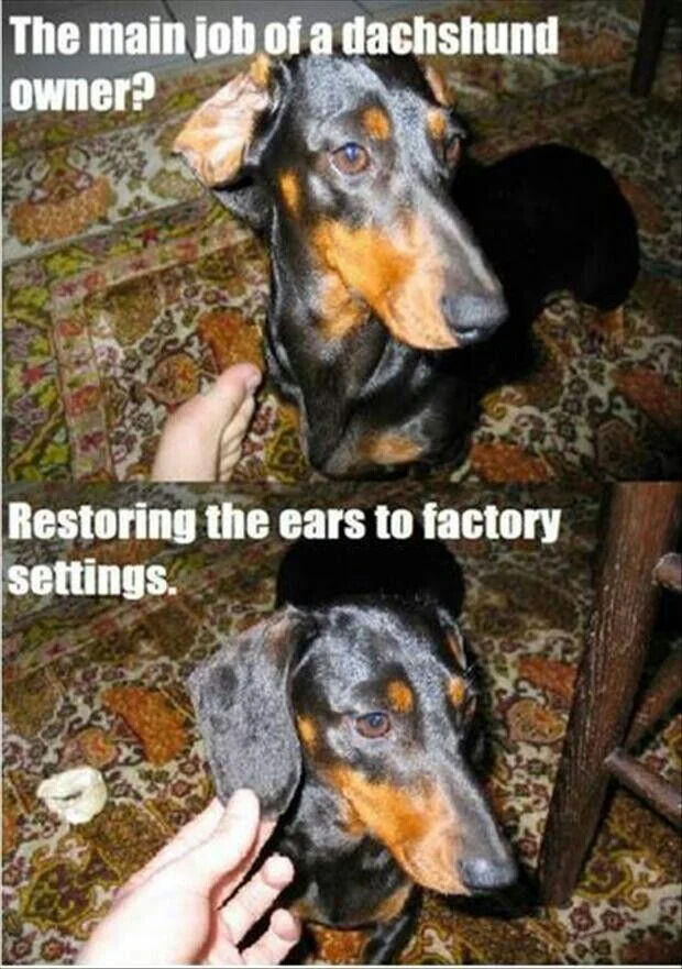 The main job of a dachshund owner? Restoring the ears to factory settings.