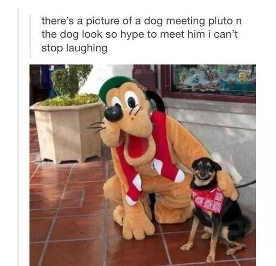 there's a picture of a dog meeting pluto n the dog look so hype to meet him i can't stop laughing