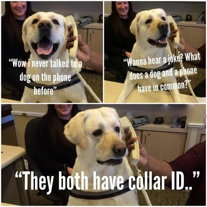 "Wow i never talked to a dog on the phone before" "Wanna hear a joke? What does a dog and a phone have in common? "They both have collar ID.."
