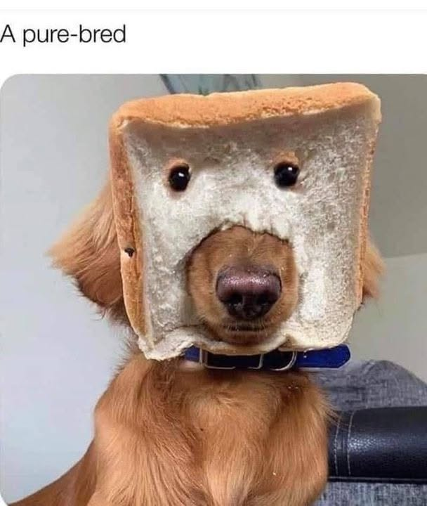 A pure-bred