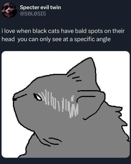 Specter evil twin @SOLOSIS i love when black cats have bald spots on their head you can only see at a specific angle