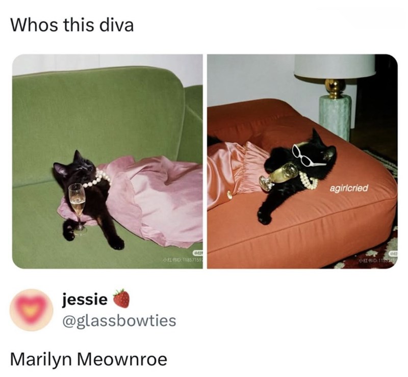 Whos this diva doz 145ID 11857159 jessie @glassbowties Marilyn Meownroe agirlcried NEE 小红书ID:11852459