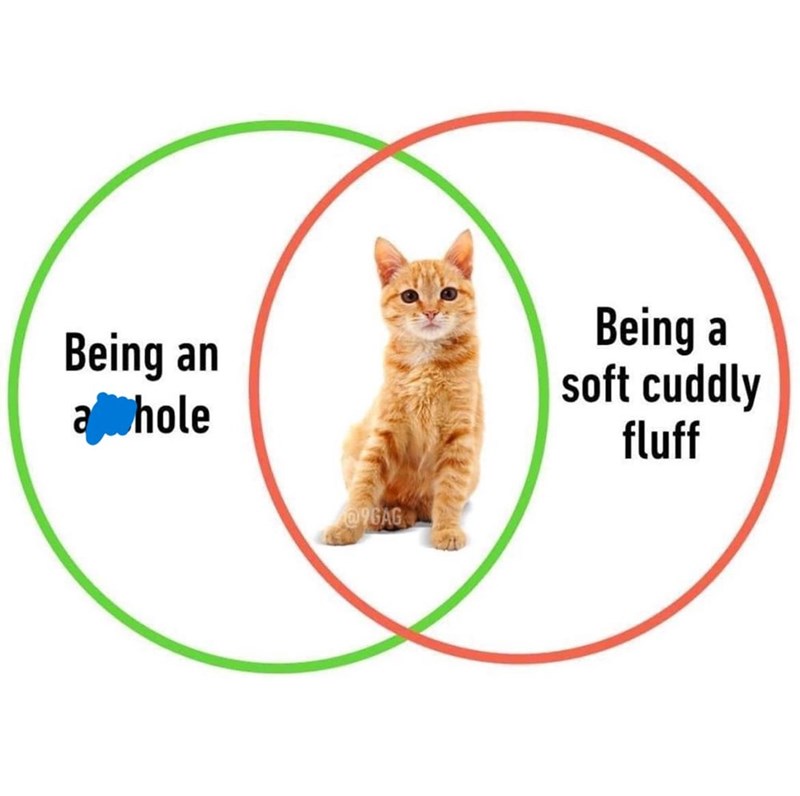 Being an ajohole 9GAG Being a soft cuddly fluff