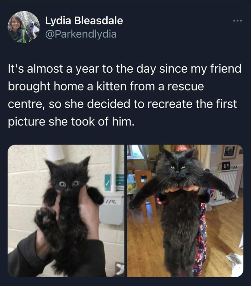 Lydia Bleasdale @Parkendlydia It's almost a year to the day since my friend brought home a kitten from a rescue centre, so she decided to recreate the first picture she took of him. 11