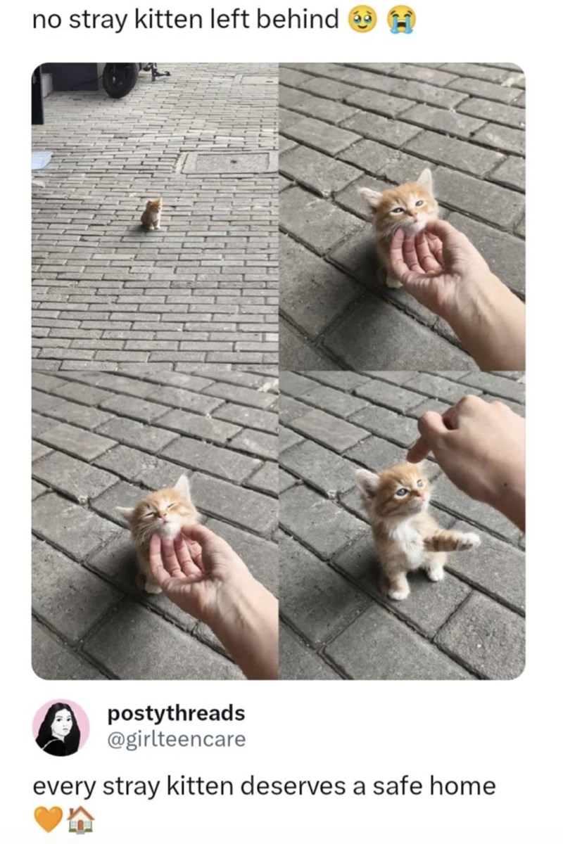 no stray kitten left behind postythreads @girlteencare every stray kitten deserves a safe home