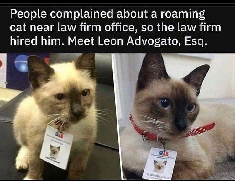 People complained about a roaming cat near law firm office, so the law firm hired him. Meet Leon Advogato, Esq. CAS LEON ADVOGATO