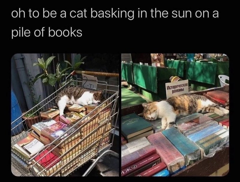 oh to be a cat basking in the sun on a pile of books 1 BEPO Исторические романы