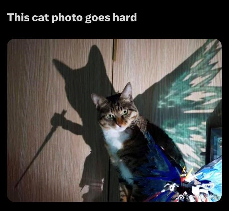 This cat photo goes hard @仓鼠侠米耐