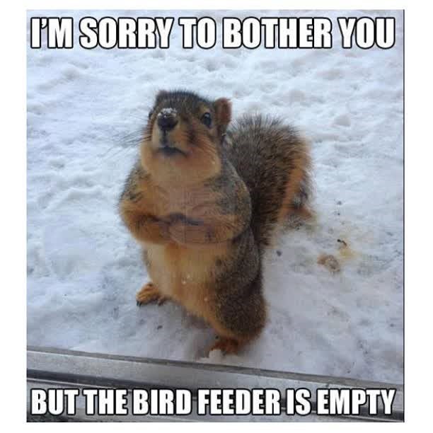 I'M SORRY TO BOTHER YOU BUT THE BIRD FEEDER IS EMPTY