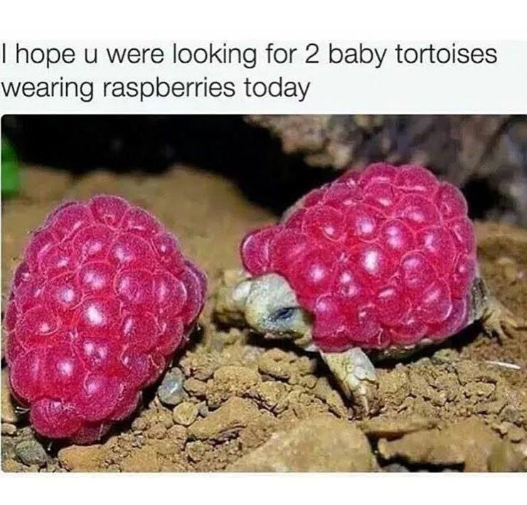 I hope u were looking for 2 baby tortoises wearing raspberries today