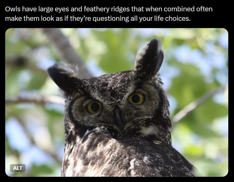 Owls have large eyes and feathery ridges that when combined often make them look as if they're questioning all your life choices. ALT