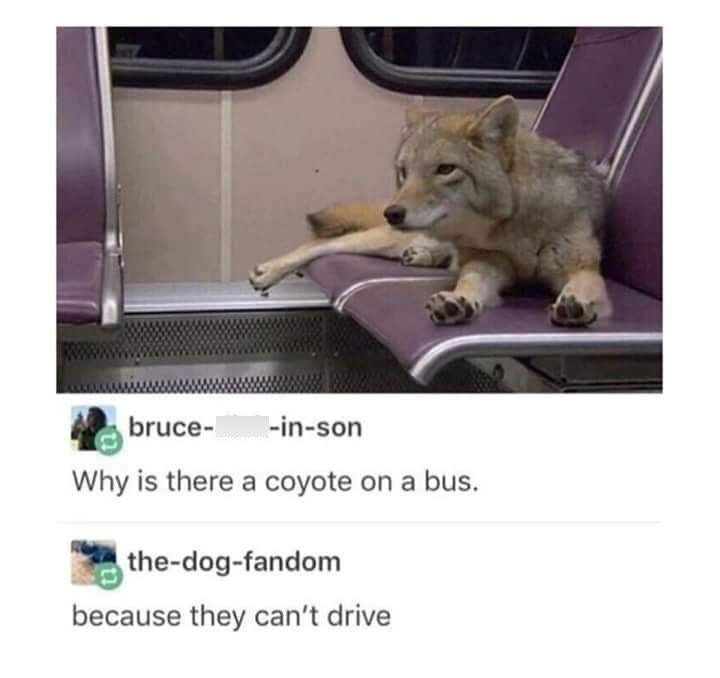 bruce- -in-son Why is there a coyote on a bus. the-dog-fandom because they can't drive