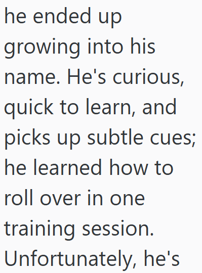 he ended up growing into his name. He's curious, quick to learn, and picks up subtle cues; he learned how to roll over in one training session. Unfortunately, he's