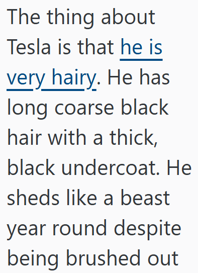 The thing about Tesla is that he is very hairy. He has long coarse black hair with a thick, black undercoat. He sheds like a beast year round despite being brushed out