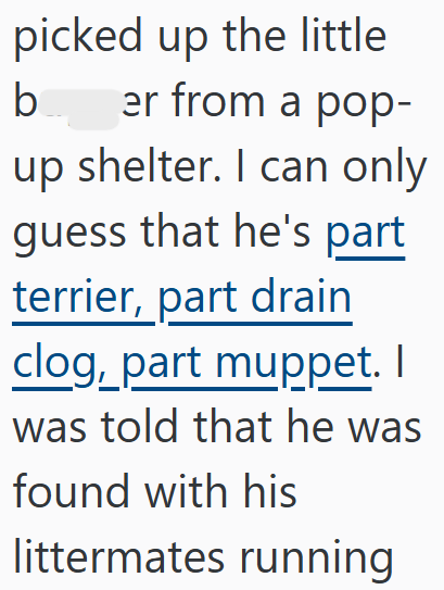 picked up the little b er from a pop- up shelter. I can only guess that he's part terrier, part drain clog, part muppet. I was told that he was found with his littermates running