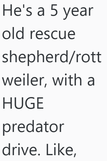 He's a 5 year old rescue shepherd/rott weiler, with a HUGE predator drive. Like,