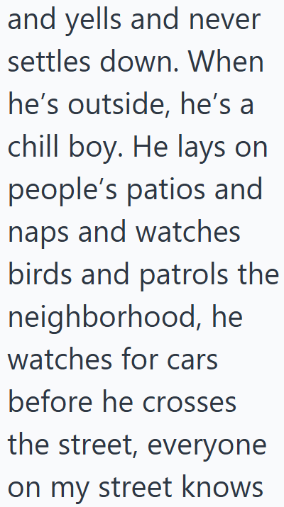and yells and never settles down. When he's outside, he's a chill boy. He lays on people's patios and naps and watches birds and patrols the neighborhood, he watches for cars before he crosses the street, everyone on my street knows