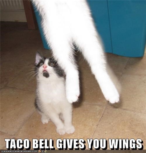 Cheezburger Image 10637582592