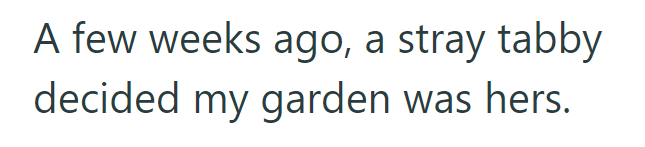 A few weeks ago, a stray tabby decided my garden was hers.
