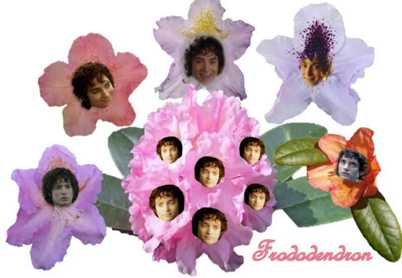 Frododendron