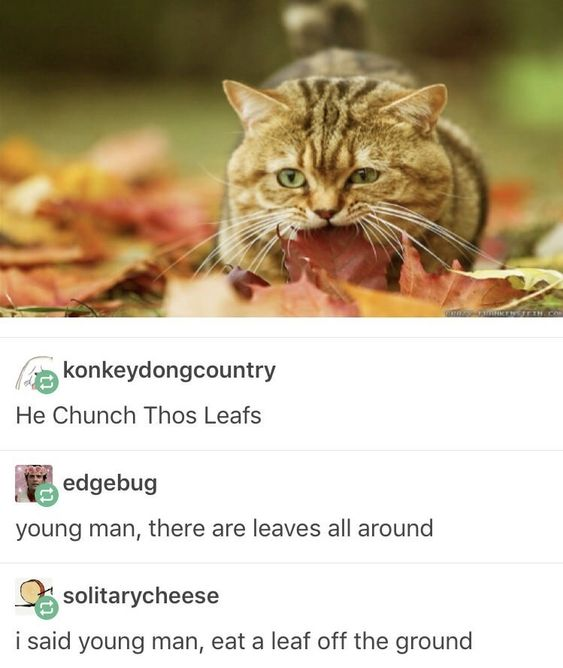 konkeydongcountry He Chunch Thos Leafs edgebug young man, there are leaves all around solitarycheese i said young man, eat a leaf off the ground