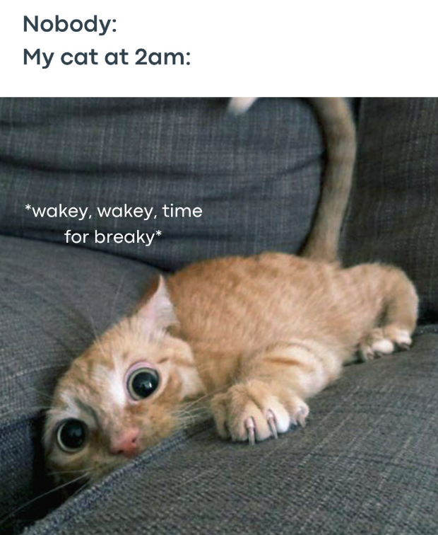 Nobody: My cat at 2am: *wakey, wakey, time for breaky*