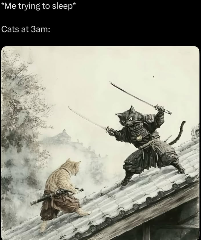 *Me trying to sleep* Cats at 3am: