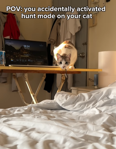 POV: you accidentally activated hunt mode on your cat 18:24