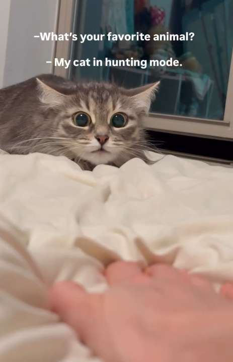 -What's your favorite animal? -My cat in hunting mode.